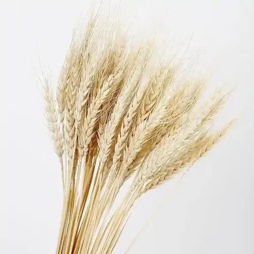 Wheat Grass Dried Flower For Gifting or Vase Filler