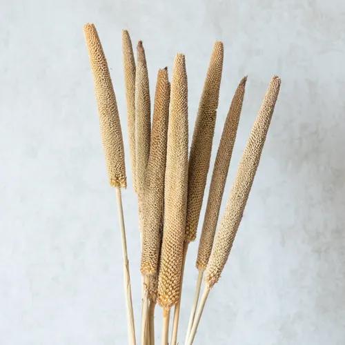 Beige Millet Sticks (Set of 10)