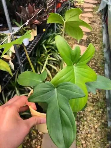 LITTLE JUNGLE Philodendron (Lacinatum)